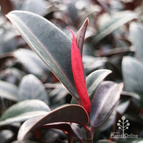 Ficus Elastica Burgundy - Rubber Plant - Image 6