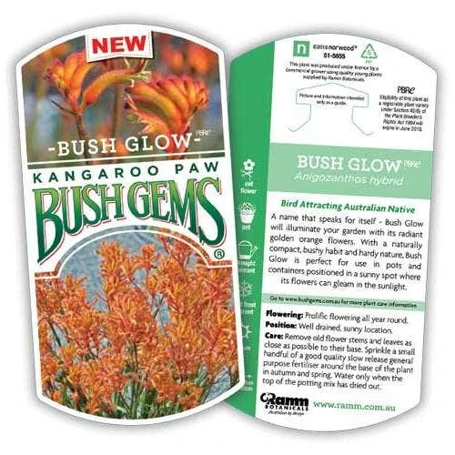 Anigozanthos Bush Glow - Kangaroo Paw - Image 11
