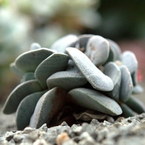 Crassula Dubia - Succulent - Image 5