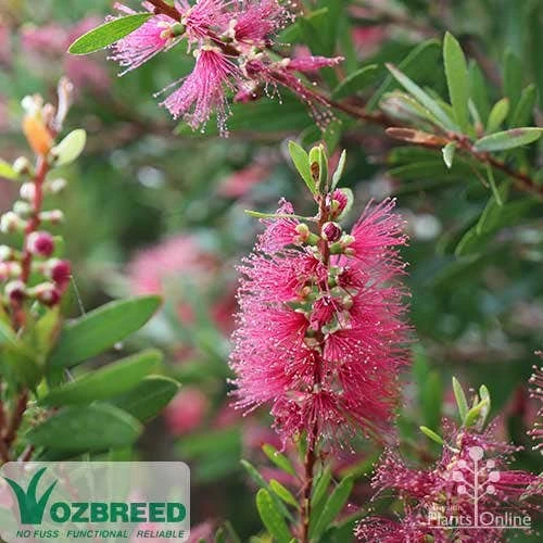 Callistemon Candy Burst - Image 6