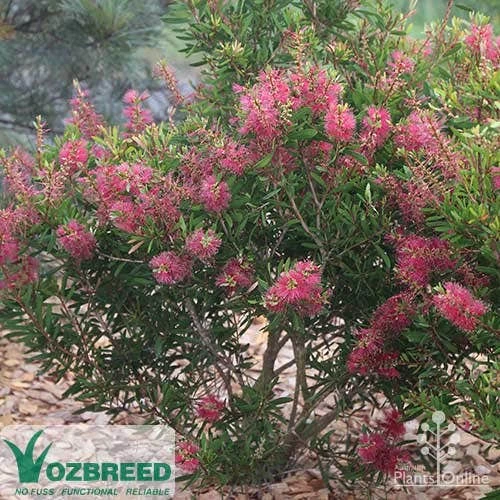 Callistemon Candy Burst - Image 7