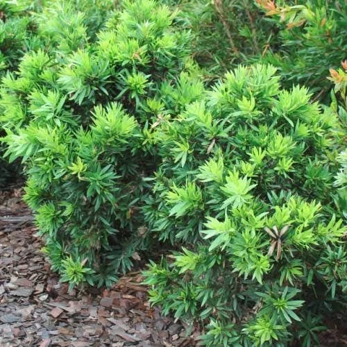 Callistemon Green John - Image 11