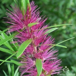 Callistemon Purple Splendens