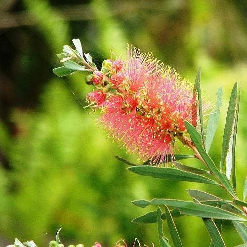 Callistemon Pink Champagne - Image 4