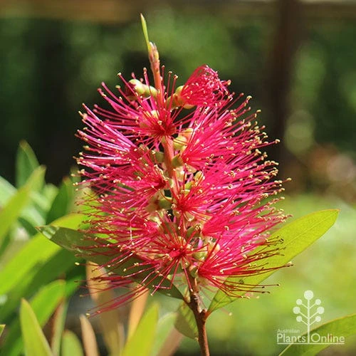 Callistemon Candy Burst - Image 2