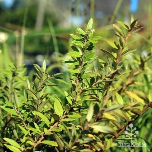 Grevillea Canterbury Gold - Image 6
