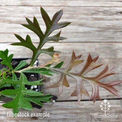 Grevillea Carpet Layer - Image 4