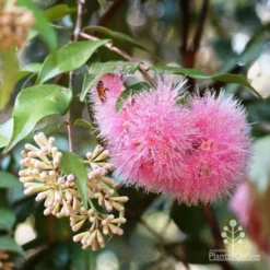Syzygium Cascade - Lilly Pilly