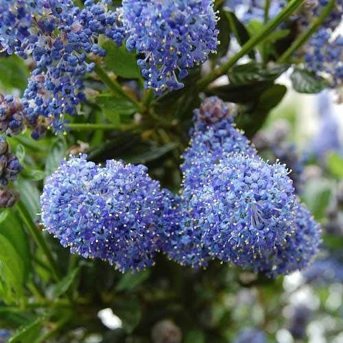 Ceanothus Blue Pacific - Californian Lilac