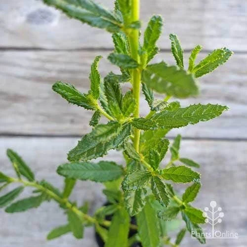 Ceanothus Blue Pacific - Californian Lilac - Image 12