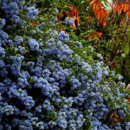 Ceanothus Blue Pacific - Californian Lilac - Image 4