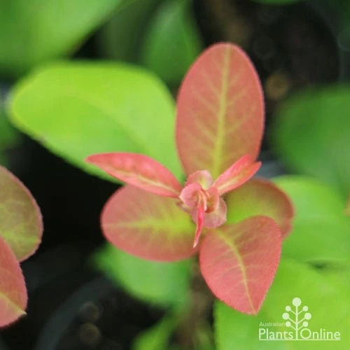 Chaenomeles Winter Cheer - Flowering Quince - Image 4