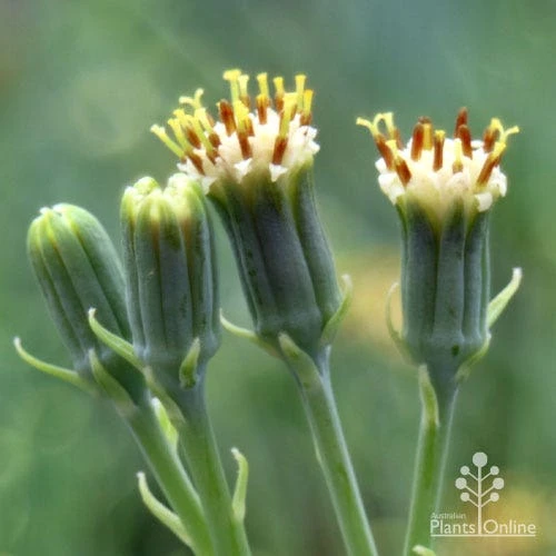 Senecio Chalk Sticks - Succulent - Image 8