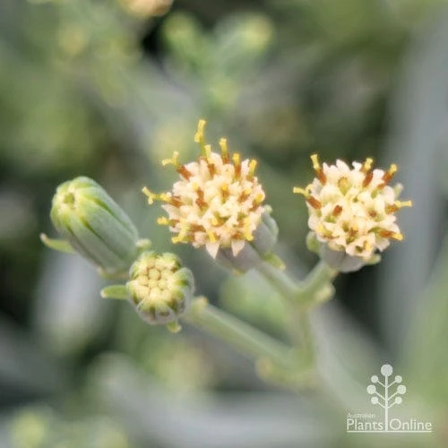 Senecio Chalk Sticks - Succulent - Image 10