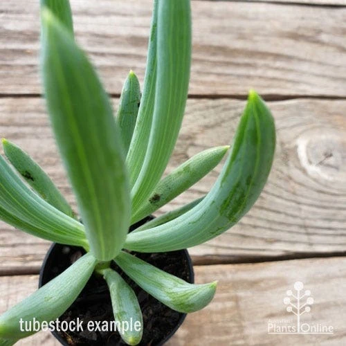 Senecio Chalk Sticks - Succulent - Image 9