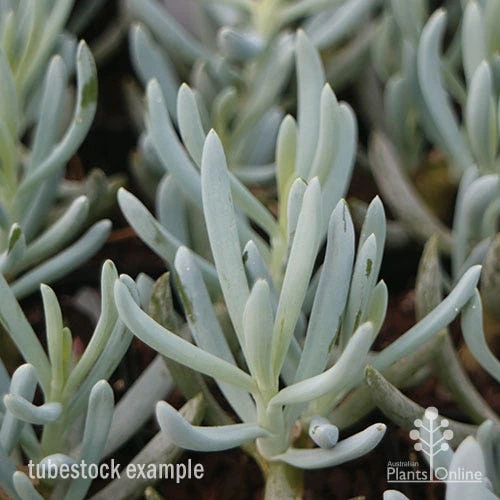 Senecio Chalk Sticks - Succulent - Image 7