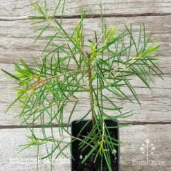 Chamelaucium Ice Queen - Waxflower