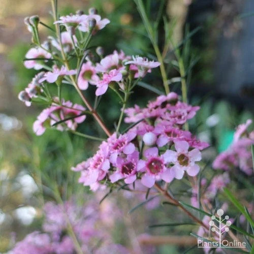 Chamelaucium RASPBERRY RIPPLE⢠- Waxflower