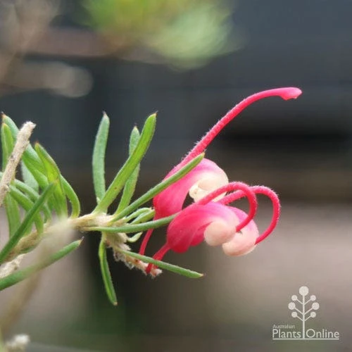 Grevillea Cherry Ripe - Image 4