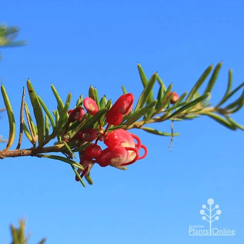 Grevillea Cherry Ripe - Image 3