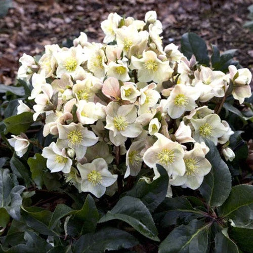 Hellebore Cinnamon Snow - Winter Rose - Image 3