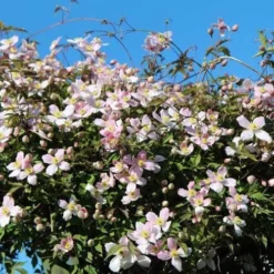 Clematis Montana Rubens