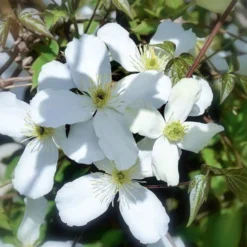 Clematis Montana Alba