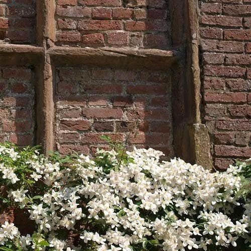 Clematis Montana Alba - Image 2
