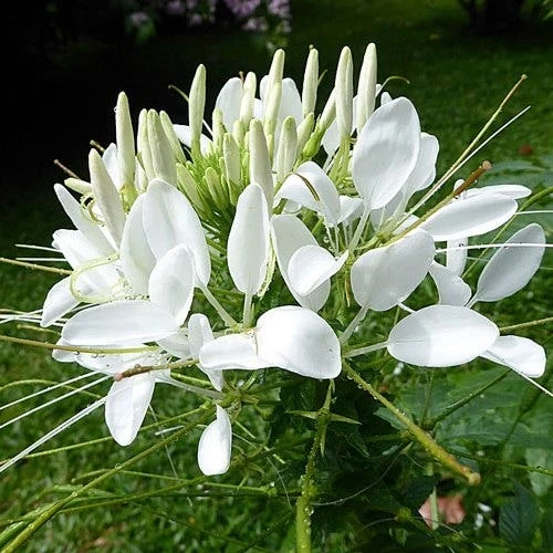 Cleome - Spider Flower - Seed - Image 2