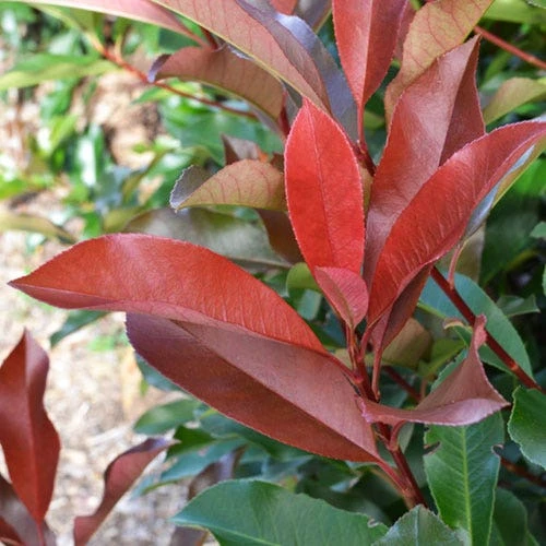 Photinia Red Robin - Image 2