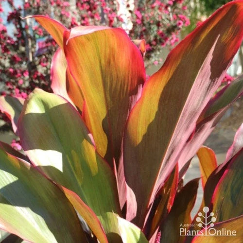 Cordyline Fruticosa Rubra - Image 2