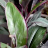 Cordyline Fruticosa Purple Prince