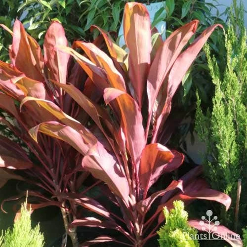 Cordyline Fruticosa Rubra