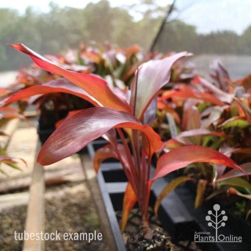 Cordyline Fruticosa Rubra - Image 6