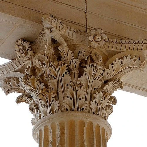 Acanthus Mollis - Oyster Plant - Image 6