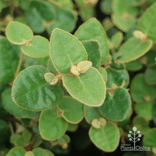 Correa Nummulariifolia - Roundleaf Correa - Image 2