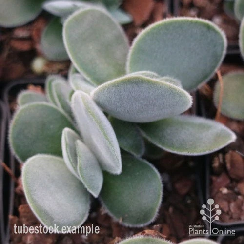 Crassula Dubia - Succulent - Image 4