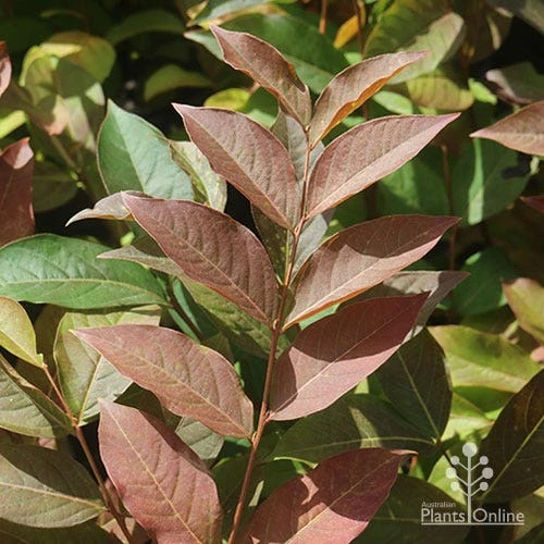 Crepe Myrtle - Lagerstroemia Natchez - Image 10