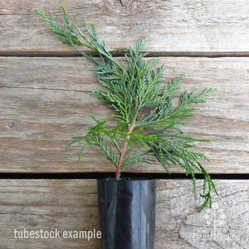 Cupressocyparis Naylors Blue - Leyland Cypress - Image 6