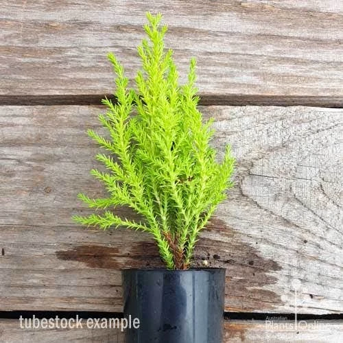 Cupressus Lemon Scent - Lemon Cypress - Image 9