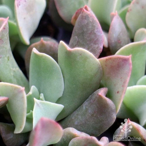 Echeveria Dark Vader - Succulent - Image 6