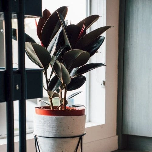 Ficus Elastica Burgundy - Rubber Plant - Image 8