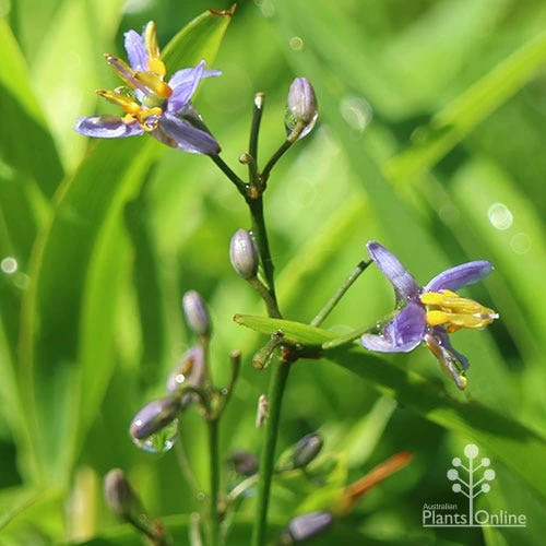 Dianella Little Jess - Image 3
