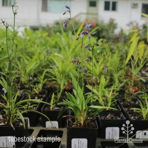 Dianella Little Jess - Image 9