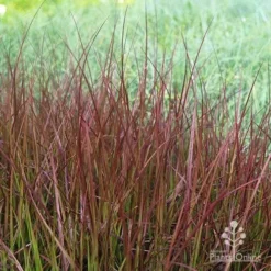 Pennisetum - Dwarf Purple Fountain Grass