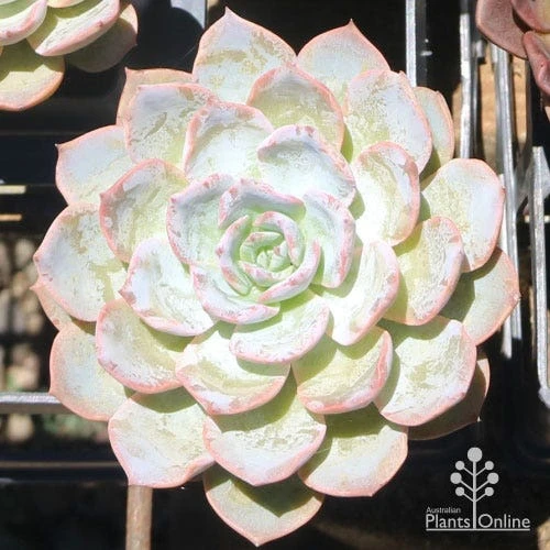 Echeveria Morning Beauty - Succulent - Image 3