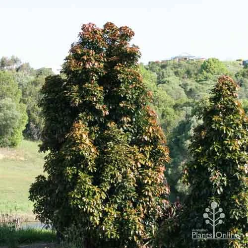 Elaeocarpus Eumundi - Image 6