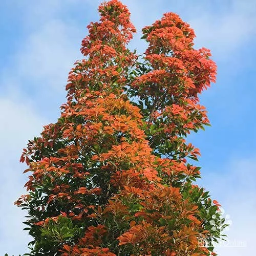 Elaeocarpus Eumundi - Image 3