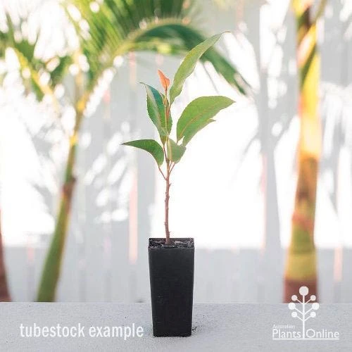 Elaeocarpus Prima Donna - Blueberry Ash - Image 3