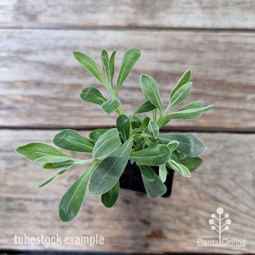 Eremophila Blue Horizon - Emu Bush - Image 10